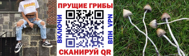 наркотики  Серпухов  OMG вход  Псилоцибиновые грибы прущие грибы 